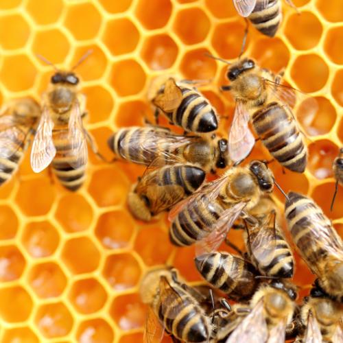 Logo_Bienenladen